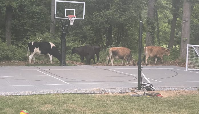 Holy Cow! Is That Court Pervious?